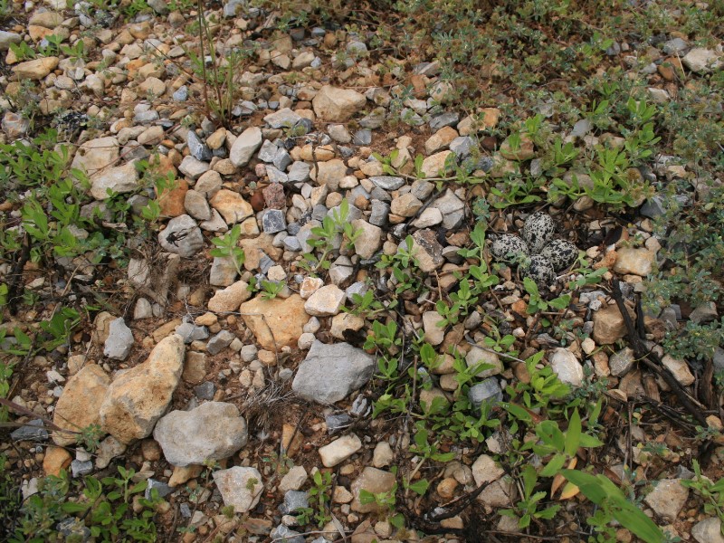 2008-03-02_i-spy-a-nest.jpg