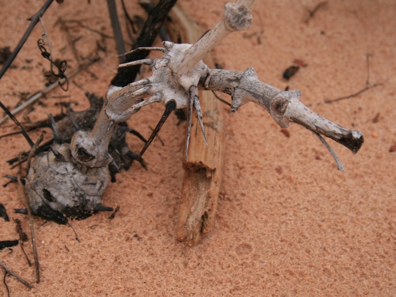 2008-03-02_is-this-a-creature-too.jpg
