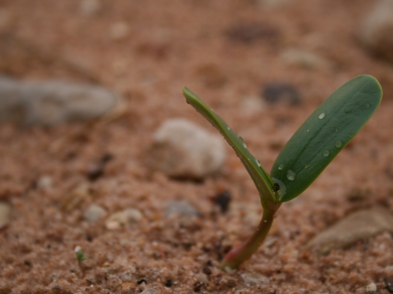 2008-03-02_little-beach-plant.jpg