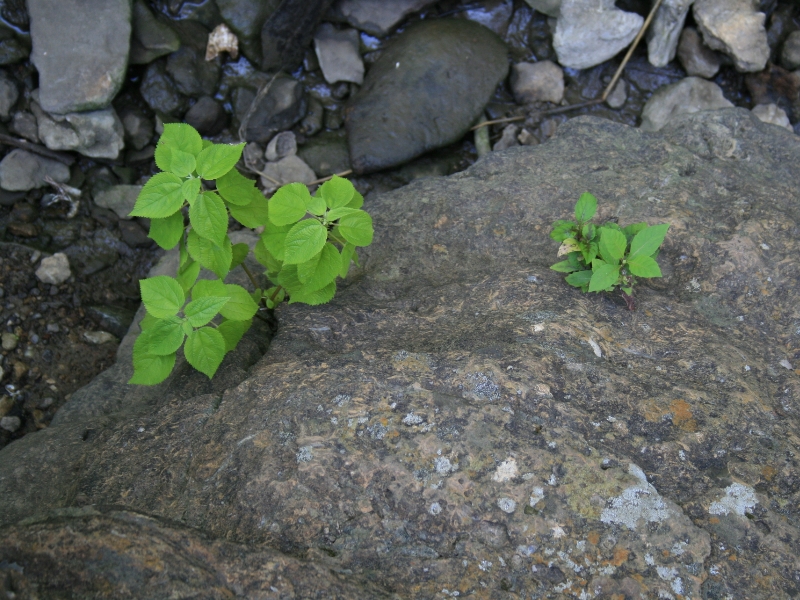 2009-02-20_someones-pet-rock.jpg
