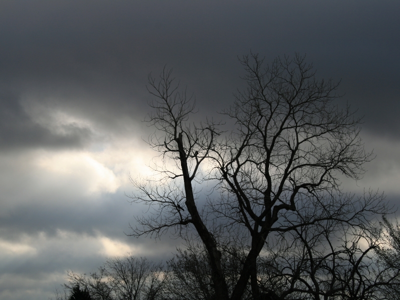 2009-02-26_a-tree-in-the-sunshine.jpg