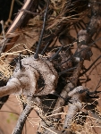 2008-03-02_is-this-a-creature