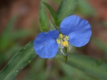 2008-03-02_little-blue-flower