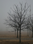 2009-01-06_tree-line-cross.jpg