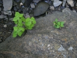 2009-02-20_someones-pet-rock