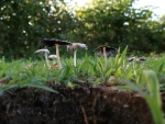 2009-02-21_dew-the-flower-shrooms