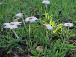 2009-02-21_flower-shrooms