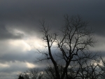 2009-02-26_a-tree-in-the-sunshine.jpg